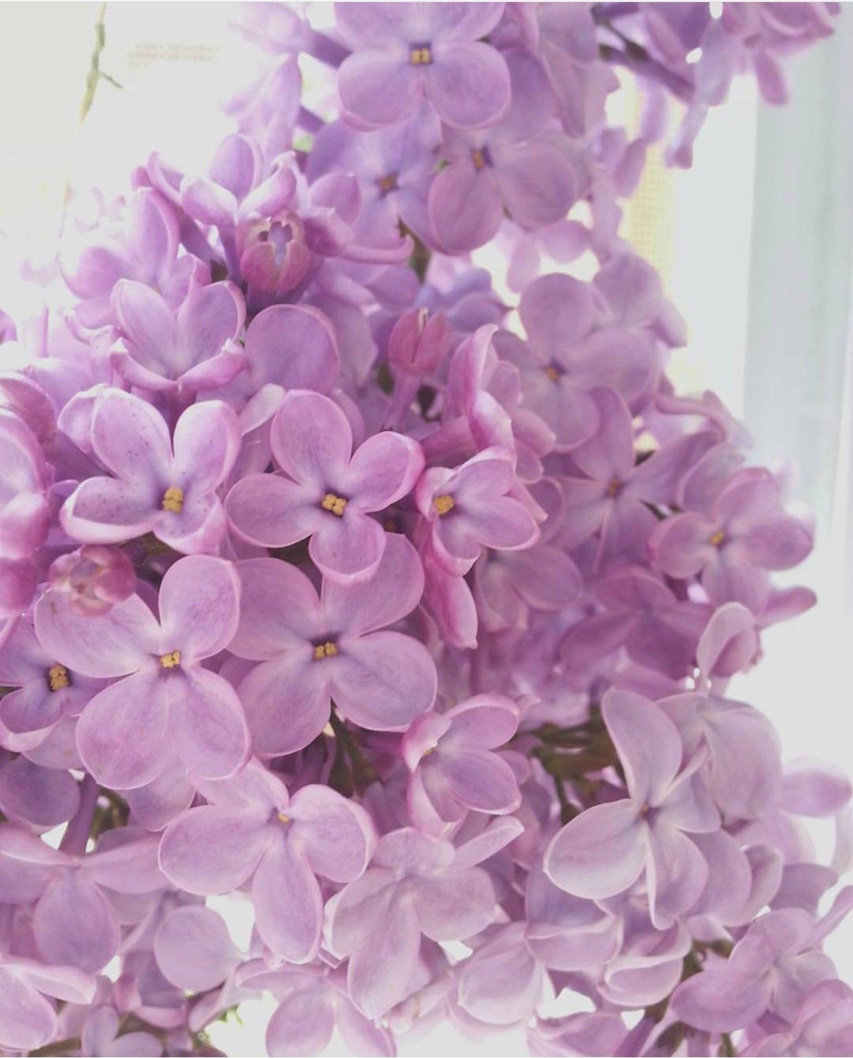 Lilac & Lemonade... - Oobi